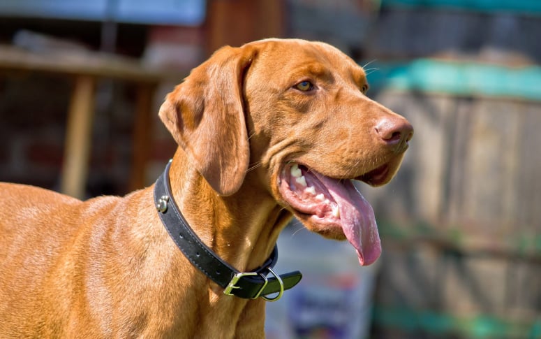 8. Vizsla