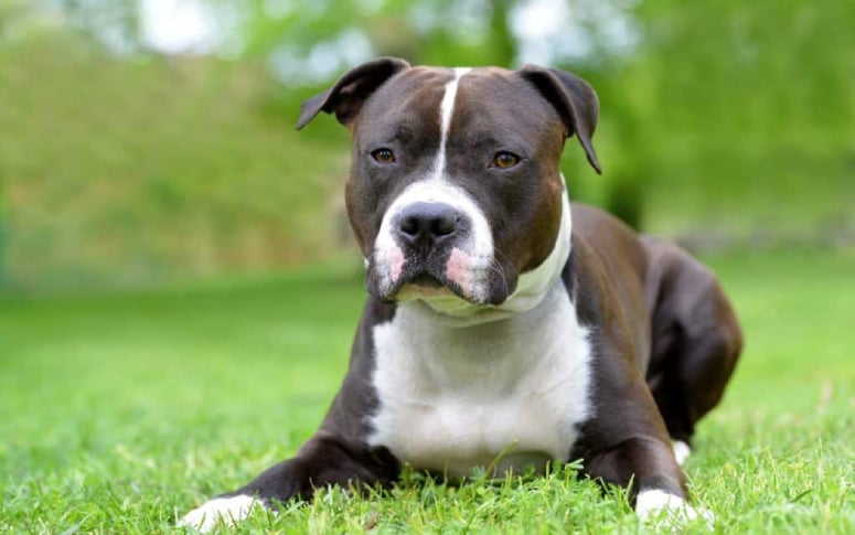 9. American Staffordshire Terrier