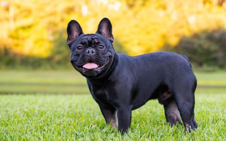 1. French Bulldog