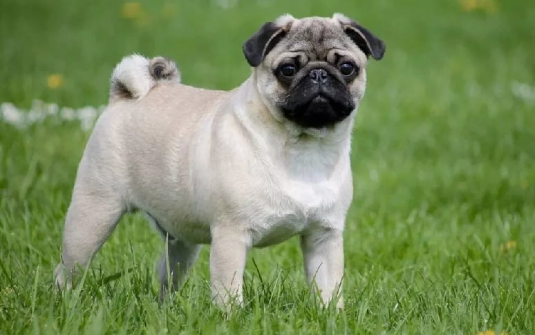 10. Pug