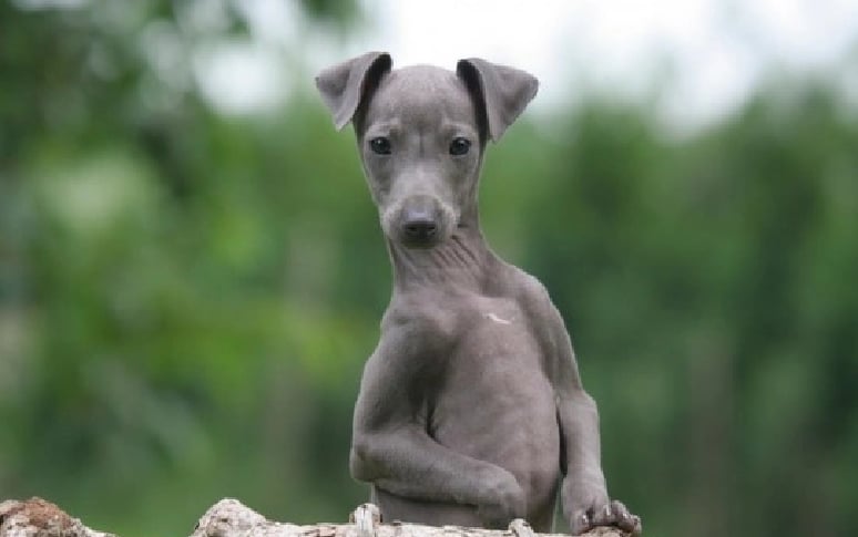 11. Italian Greyhound