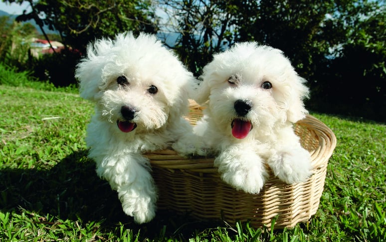 2. Bichon Frise