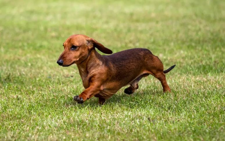 3. Dachshund