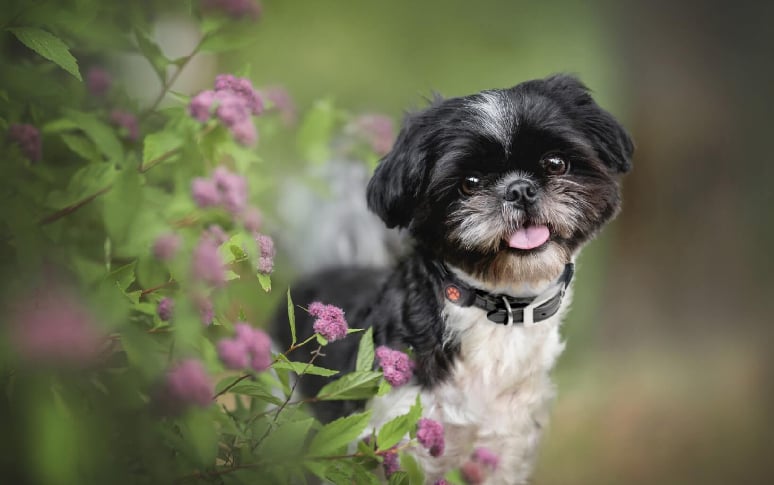 4. Shih Tzu