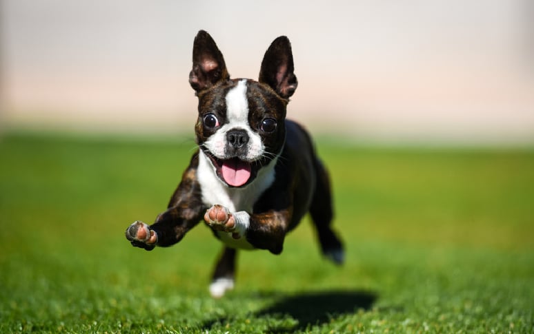 6. Boston Terrier