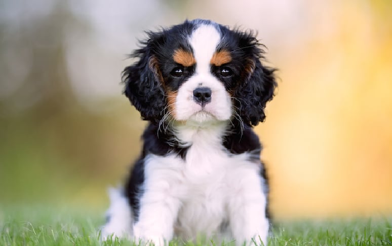 7. Cavalier King Charles Spaniel