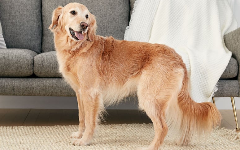 1. Golden Retriever