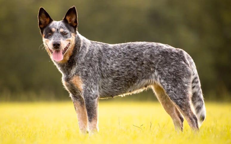 10. Australian Cattle Dog