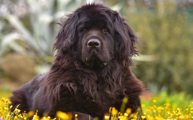 11. Newfoundland Dog