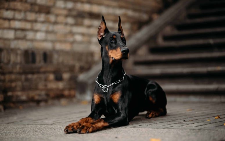 12. Doberman Pinscher