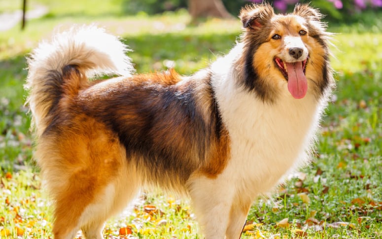 14. Shetland Sheepdog