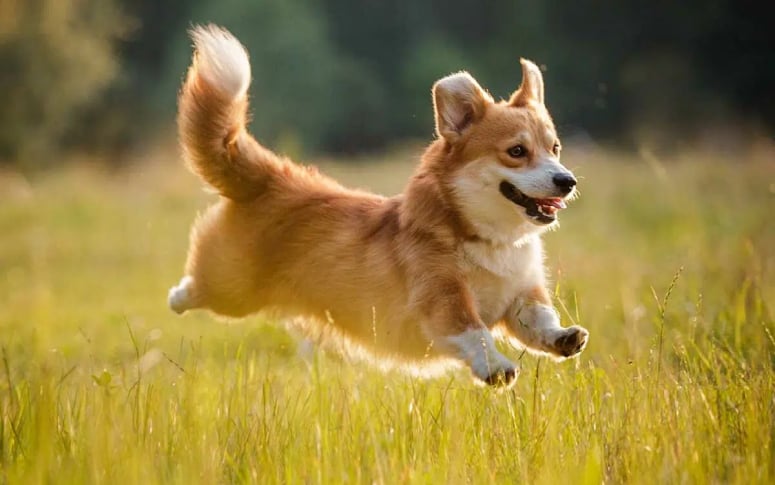 15. Pembroke Welsh Corgi