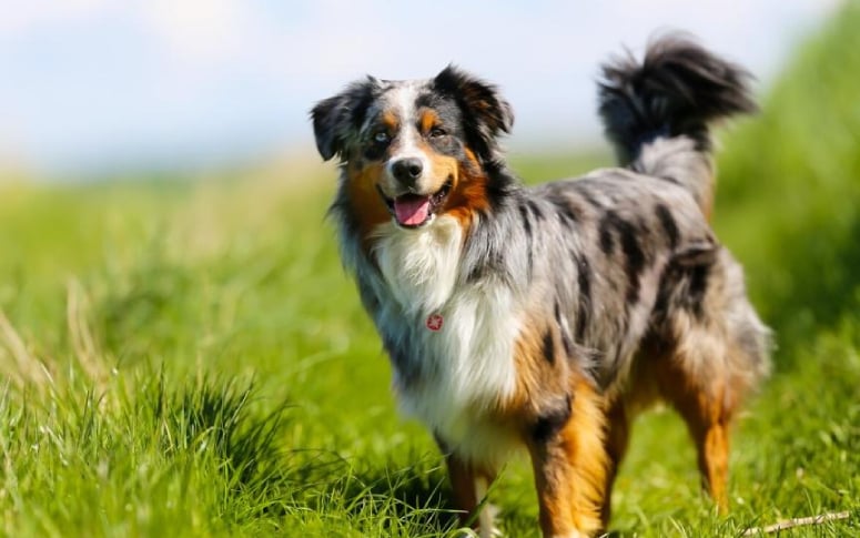 2. Australian Shepherd