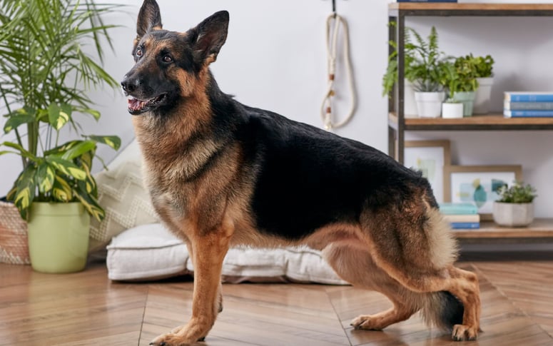 3. German Shepherd