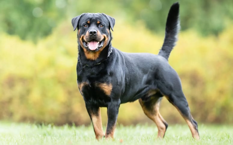 4. Rottweiler