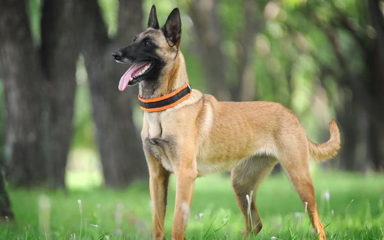 5. Belgian Shepherd