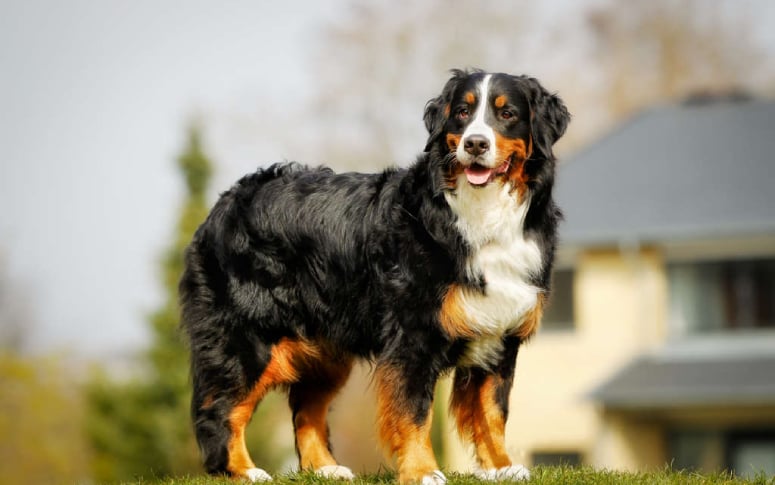 6. Bernese Mountain Dog