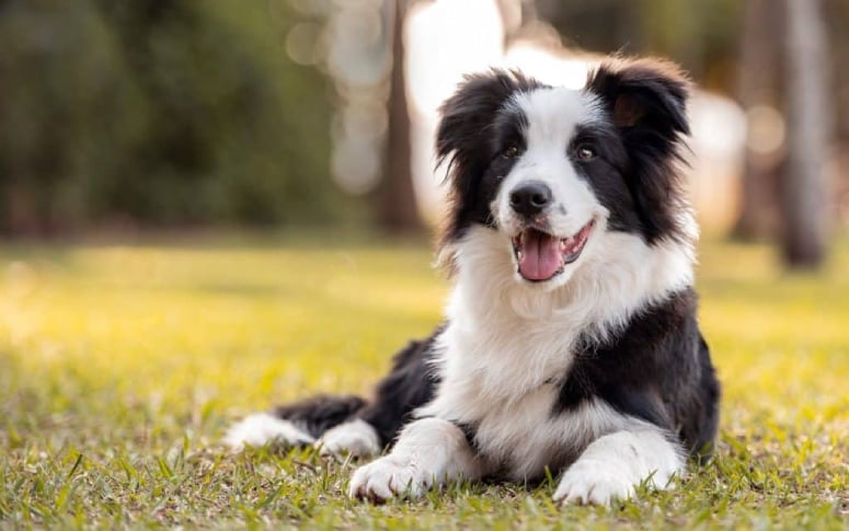 7. Border Collie