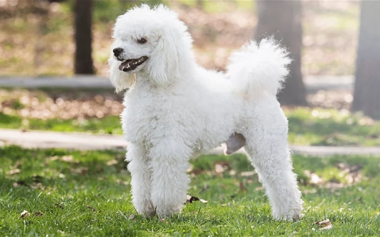 9. Poodle