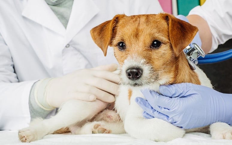 1. Regular Veterinary Check-ups