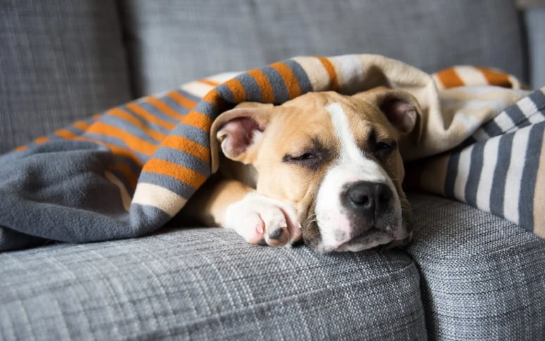 7. Is Dog's Sleeping By The Door A Bad Habit?